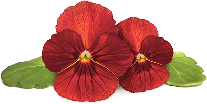Click and Grow Red Pansy