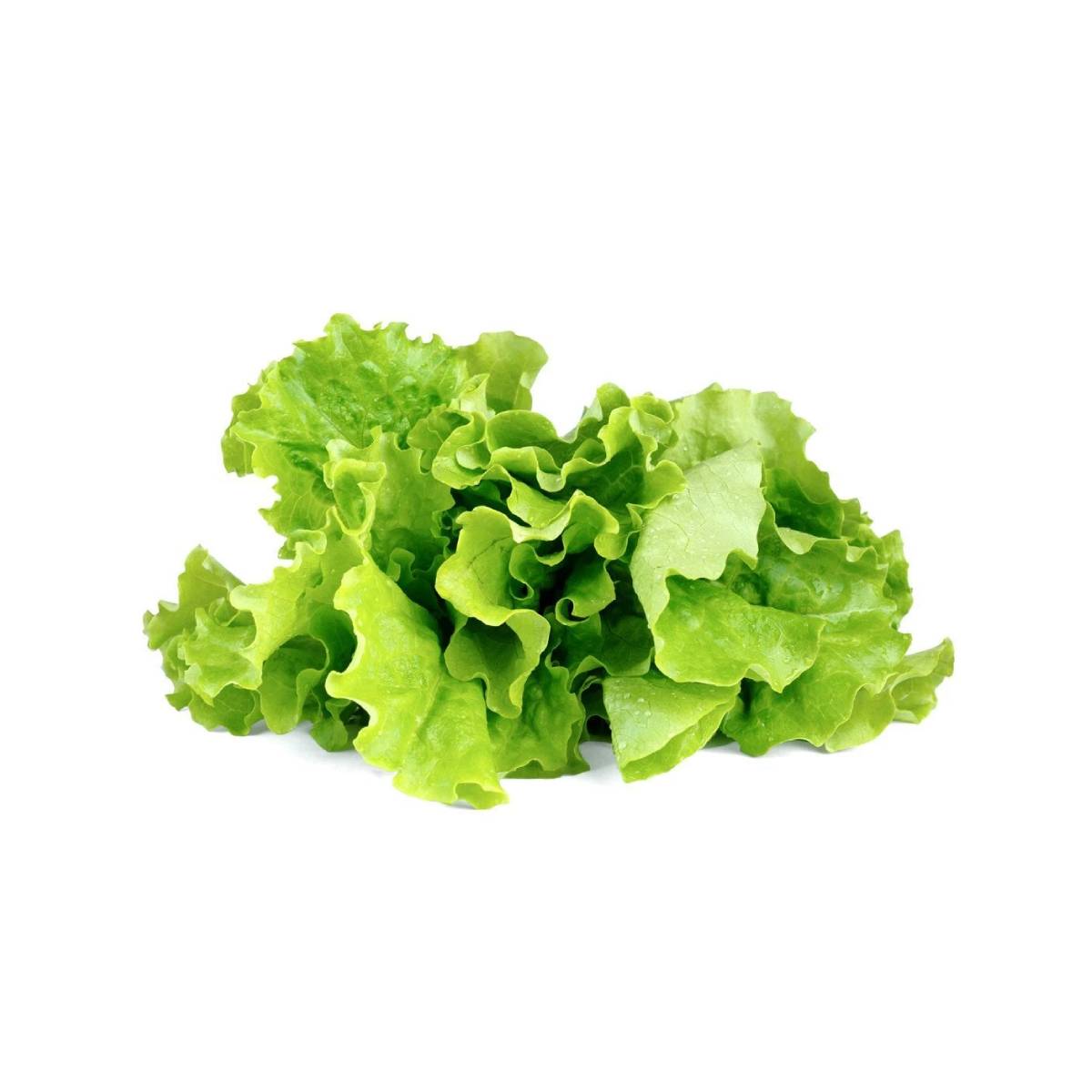 Click and Grow - Green Lettuce Plant Pods (3 Packs)