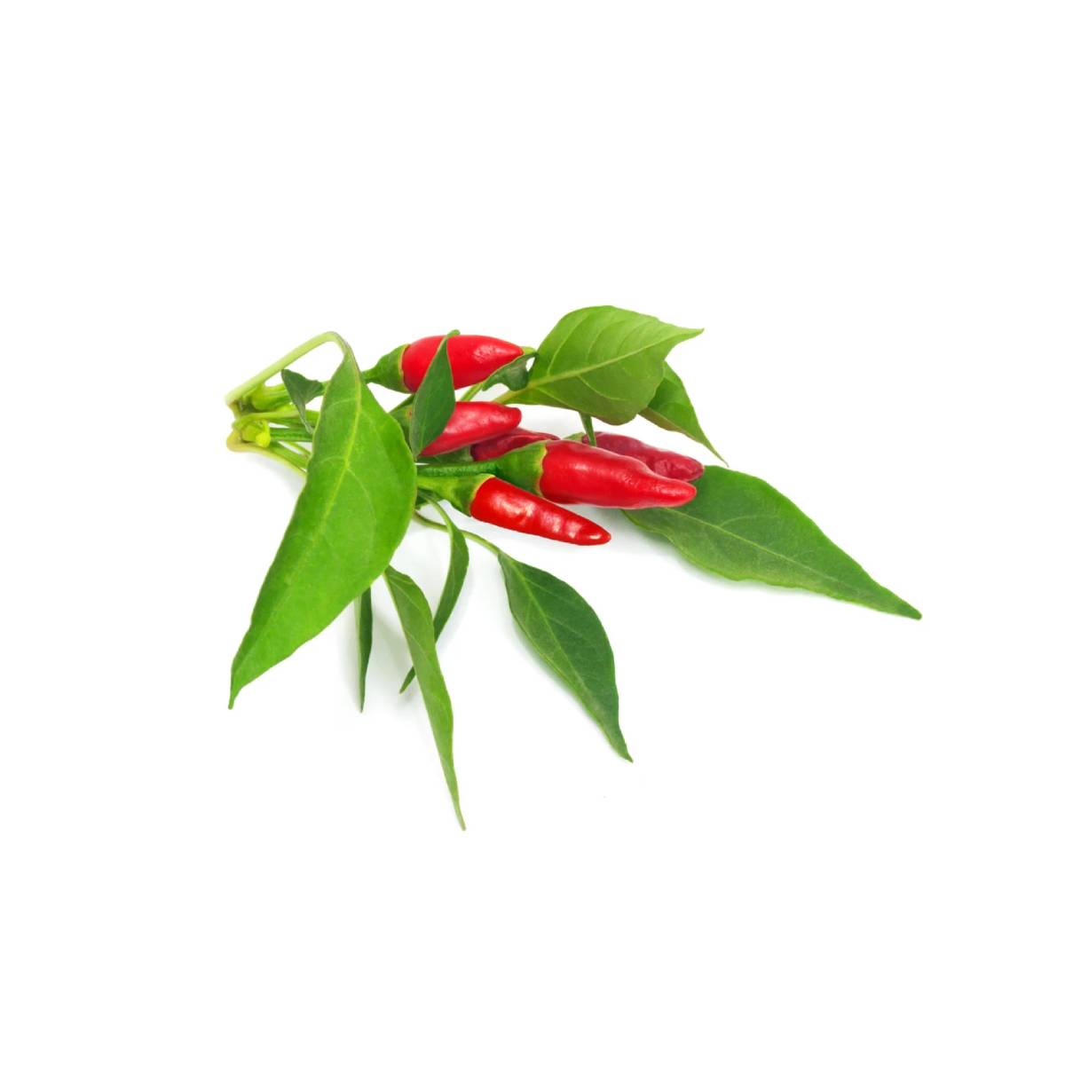 Click and Grow - Piri Piri Chili Pepper Plant Pods (3 Packs)