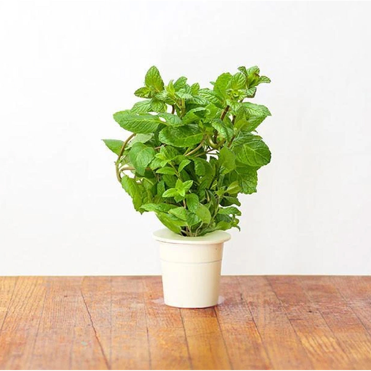 Click and Grow Peppermint Plant Pods (3 Packs)