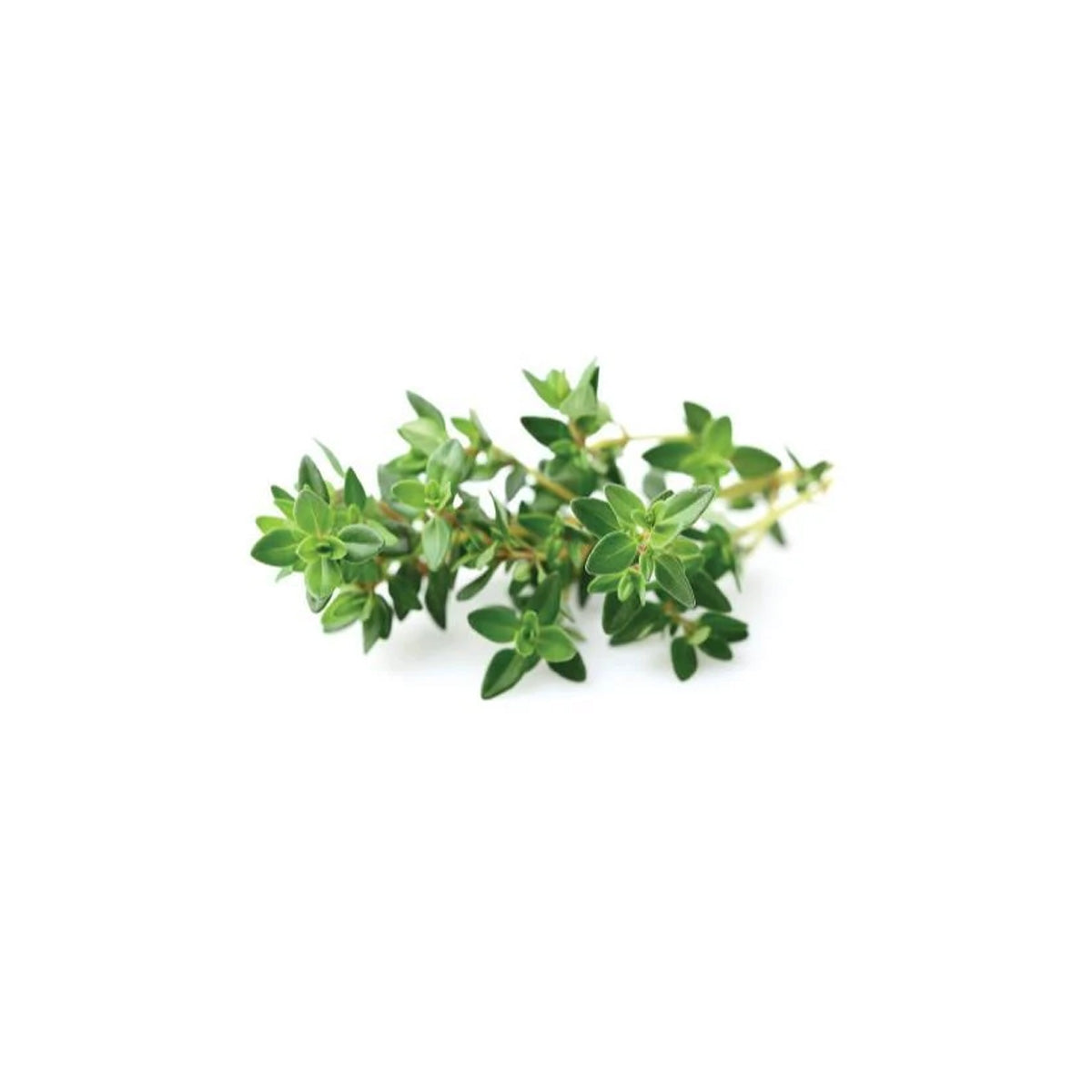 Click and Grow Thyme Plant Pods (3 Packs)