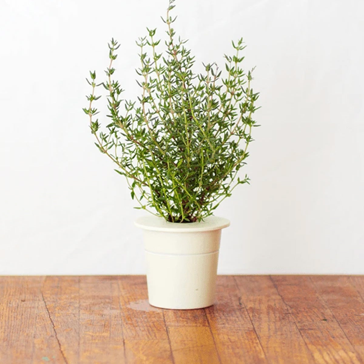 Click and Grow Thyme Plant Pods (3 Packs)