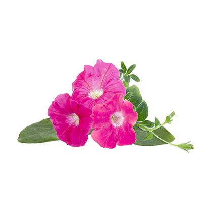 Click and Grow Pink Petunia