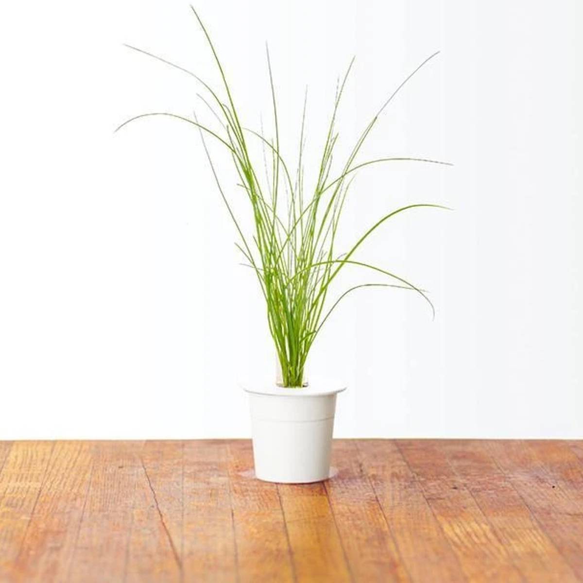 Click and Grow Chives Plant Pods (3 Packs)