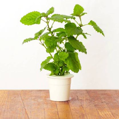 Click and Grow - Lemon Balm Plant Pods (3 Packs)