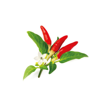 Click and Grow - Red Hot Chili Pepper Plant Pods (3 Packs)