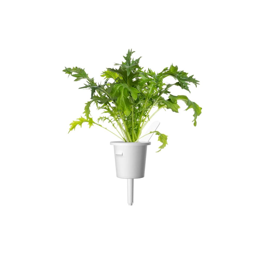 Click and Grow Mizuna Plant Pods