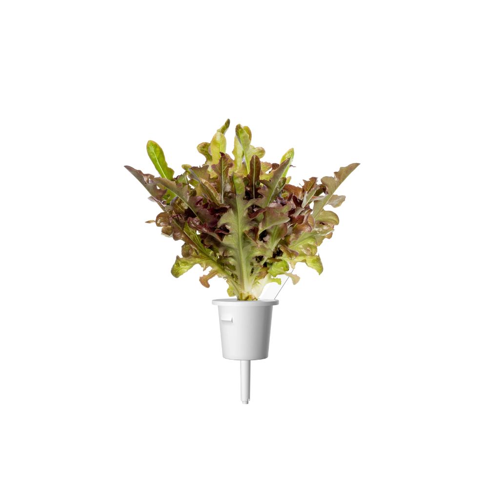 Click and Grow Red Oakleaf Lettuce Plant Pods