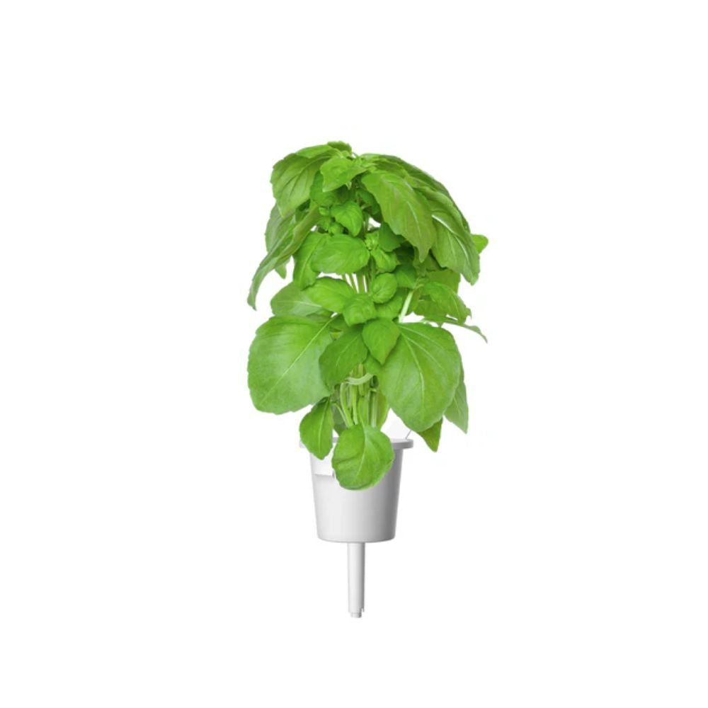Click and Grow - Marseille Basil Plant Pods