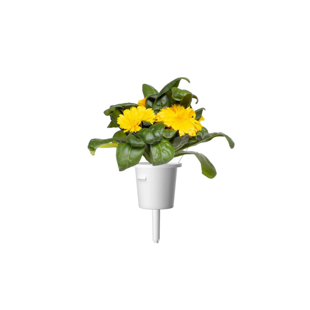 Click and Grow Calendula Plant Pods