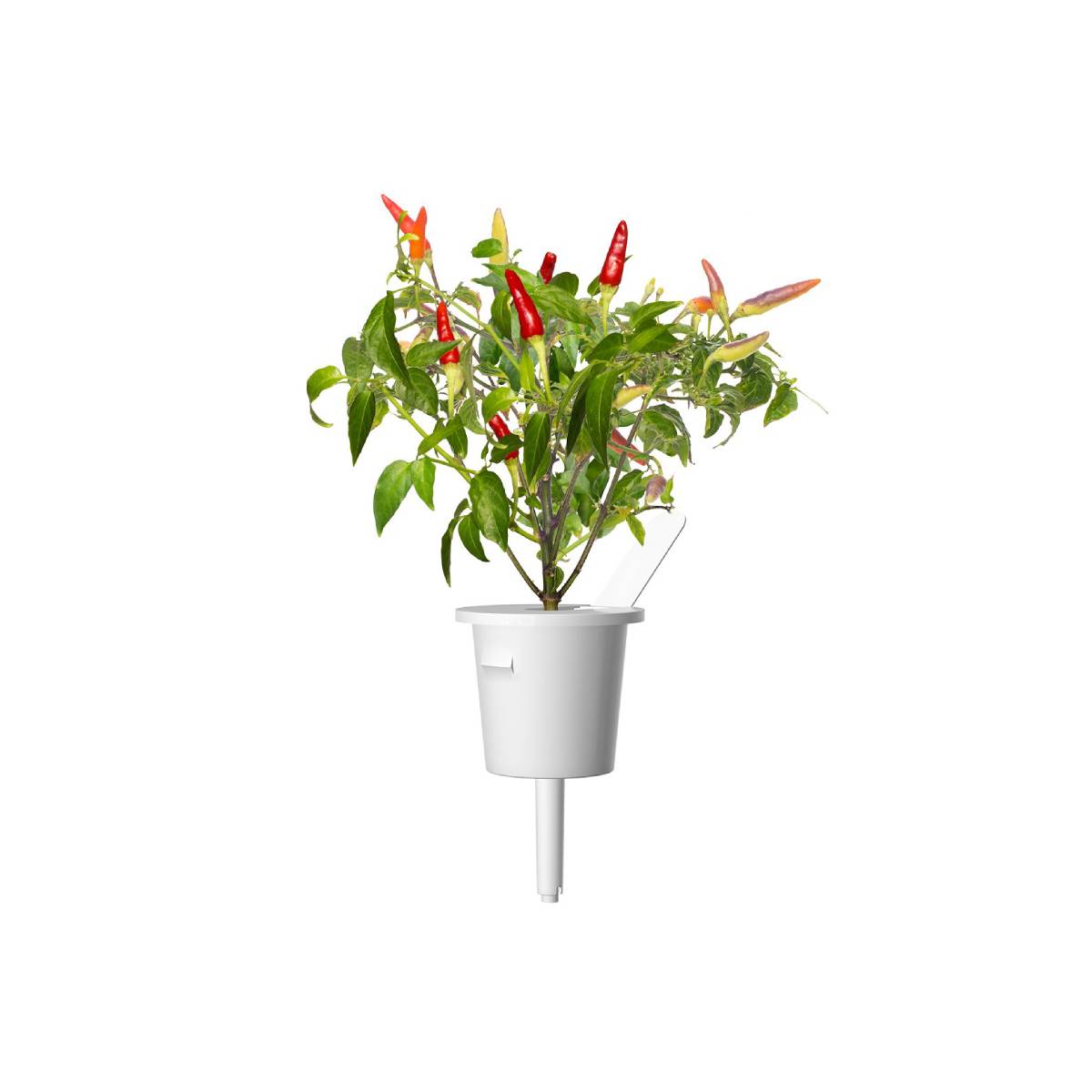 Click and Grow Chili Pepper Plant Pods (3 Packs)