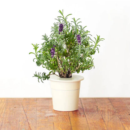 Click and Grow Lavender Plant Pods (3 Packs)