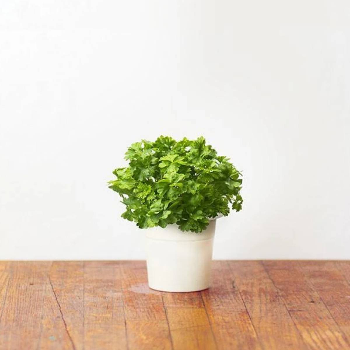 Click and Grow Curly Parsley Plant Pod (3 Packs)